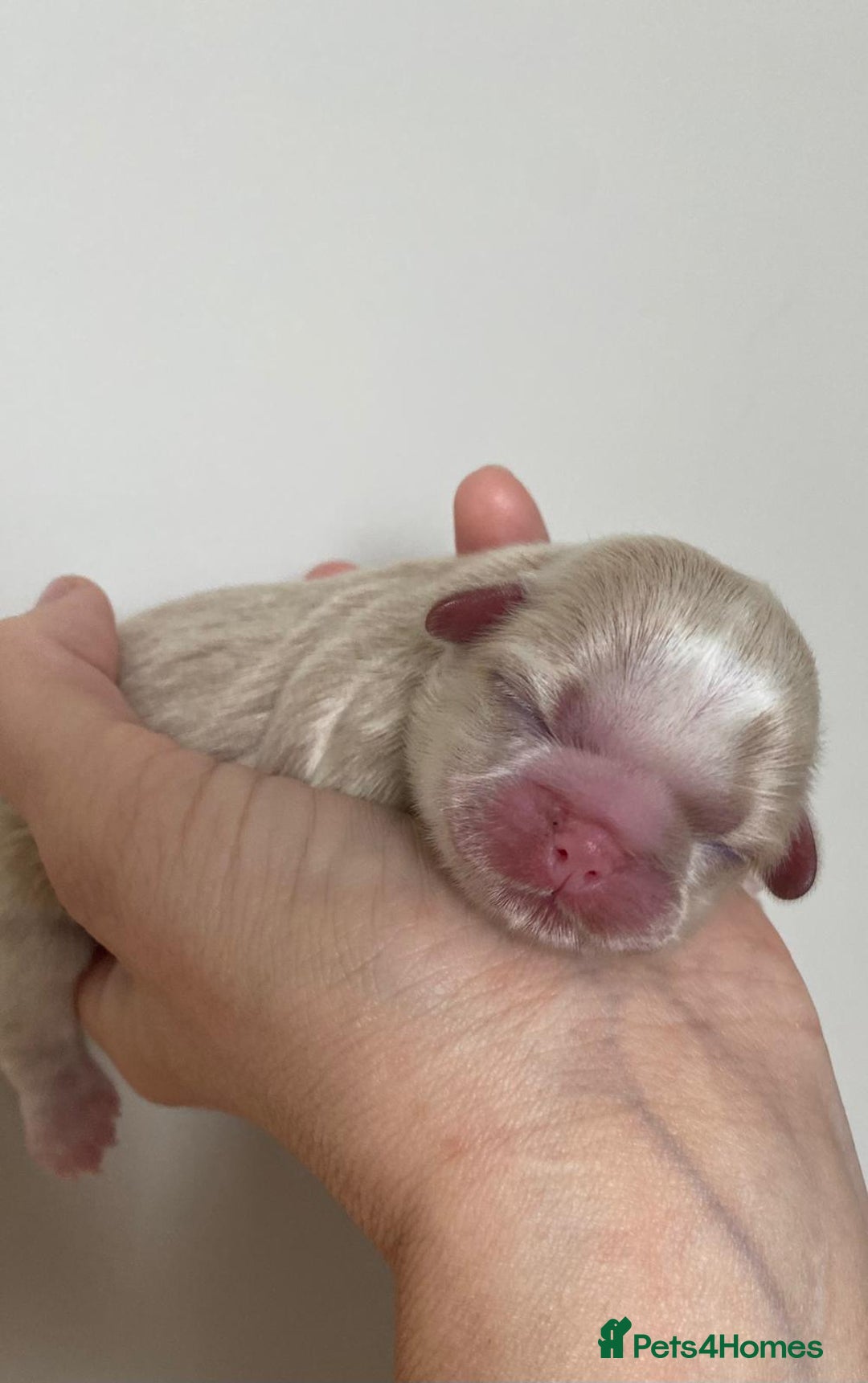 Shih Tzu dogs for sale: ✨️Exceptional Imperial Litter✨️ - Image 13
