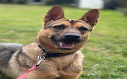 Mixed Breed dogs for adoption: KODA - 5 years old, Shepherd Mix, Boy - Image 7