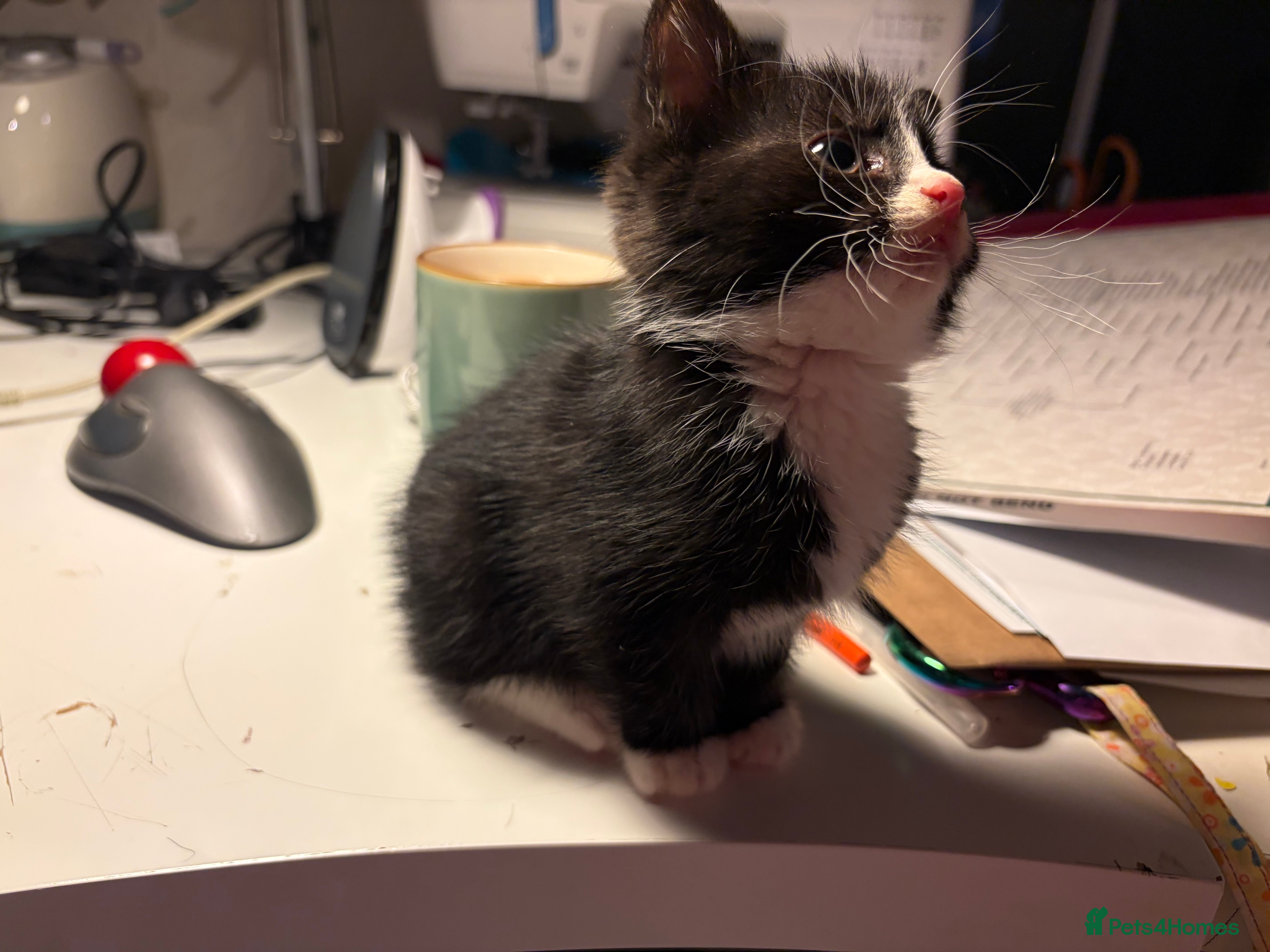 Mixed Breed cats Beautiful little tuxedo female kitten  - Advert 10