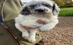 Cockapoo dogs for sale: Cockapoo pups for sale  - Image 4