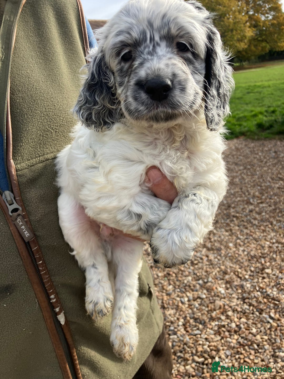 Cockapoo dogs for sale: Cockapoo pups for sale  - Image 4