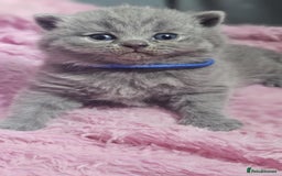 British Shorthair cats for sale: GCCF British Shorthair Kittens Champion - Image 6