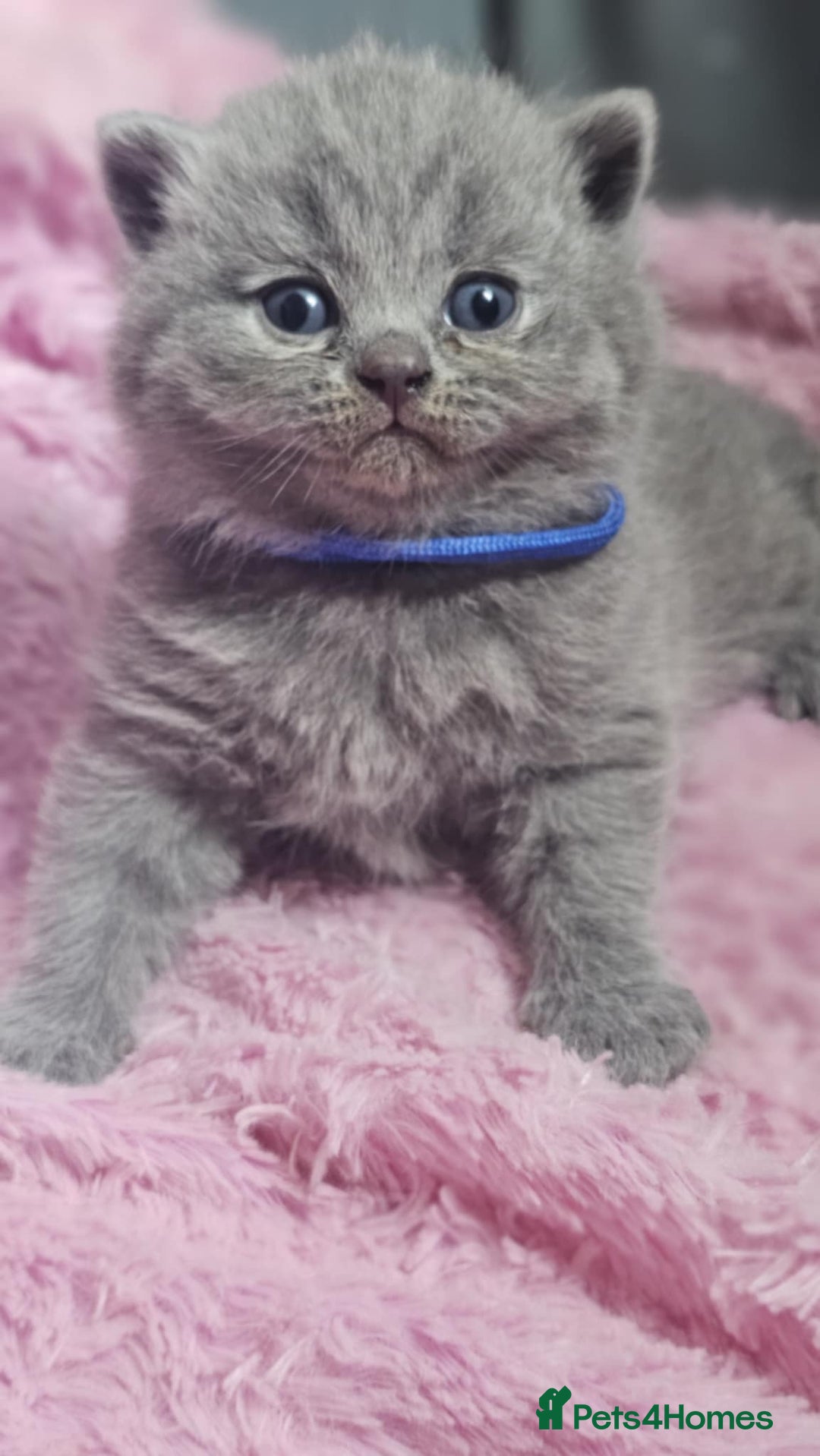 British Shorthair cats for sale: GCCF British Shorthair Kittens Champion - Image 6
