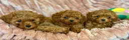 Cavapoo dogs for sale: Adorable teddy bear toy cavapoo  - Advert 18