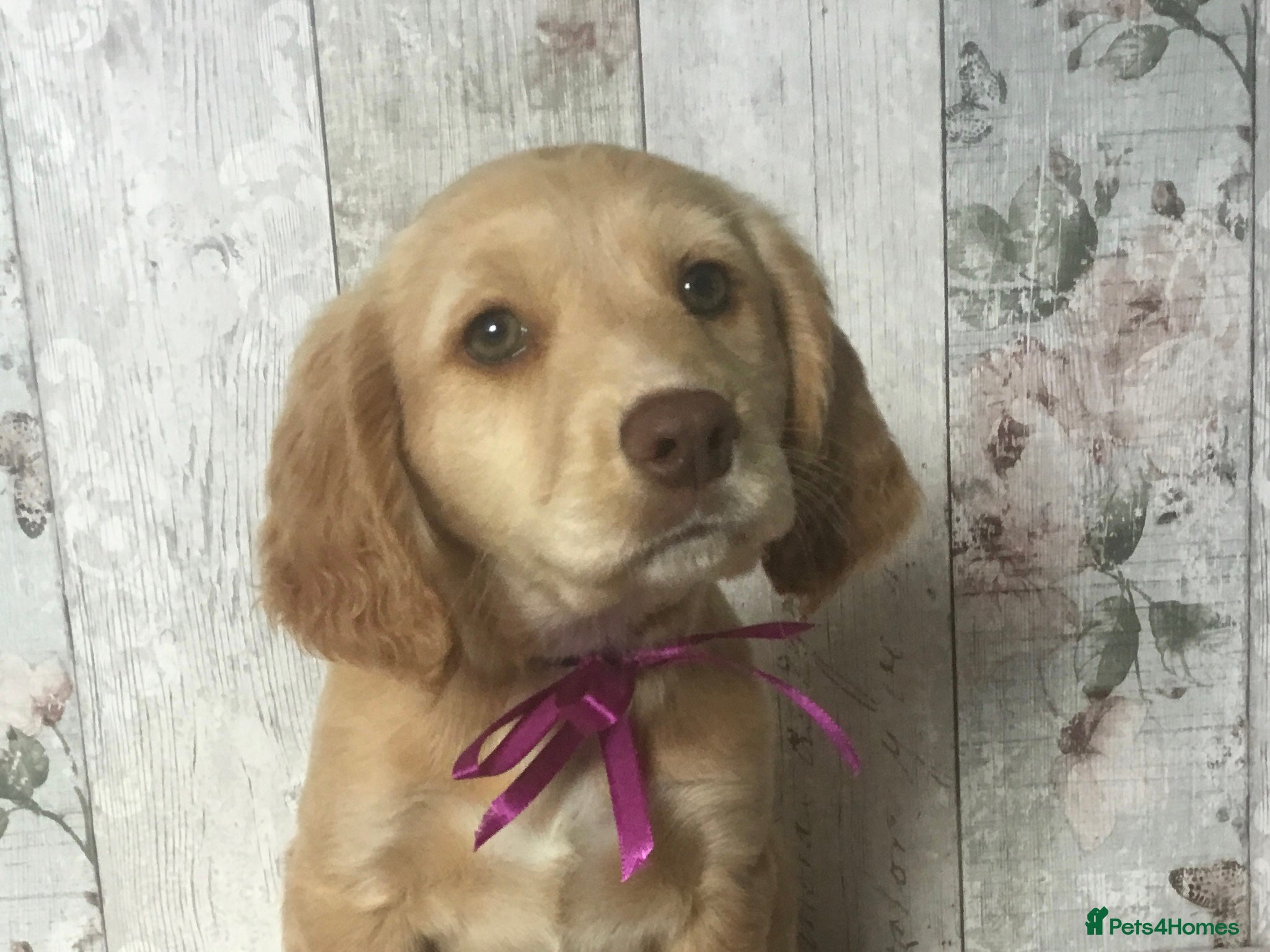 Mixed Breed dogs Mini Doodle x Cocker pups - Advert 2