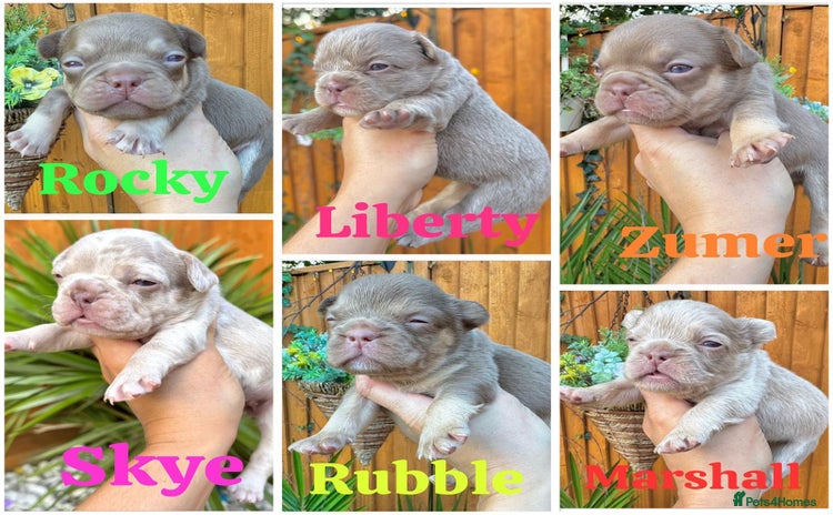 French Bulldog dogs - Advert 3