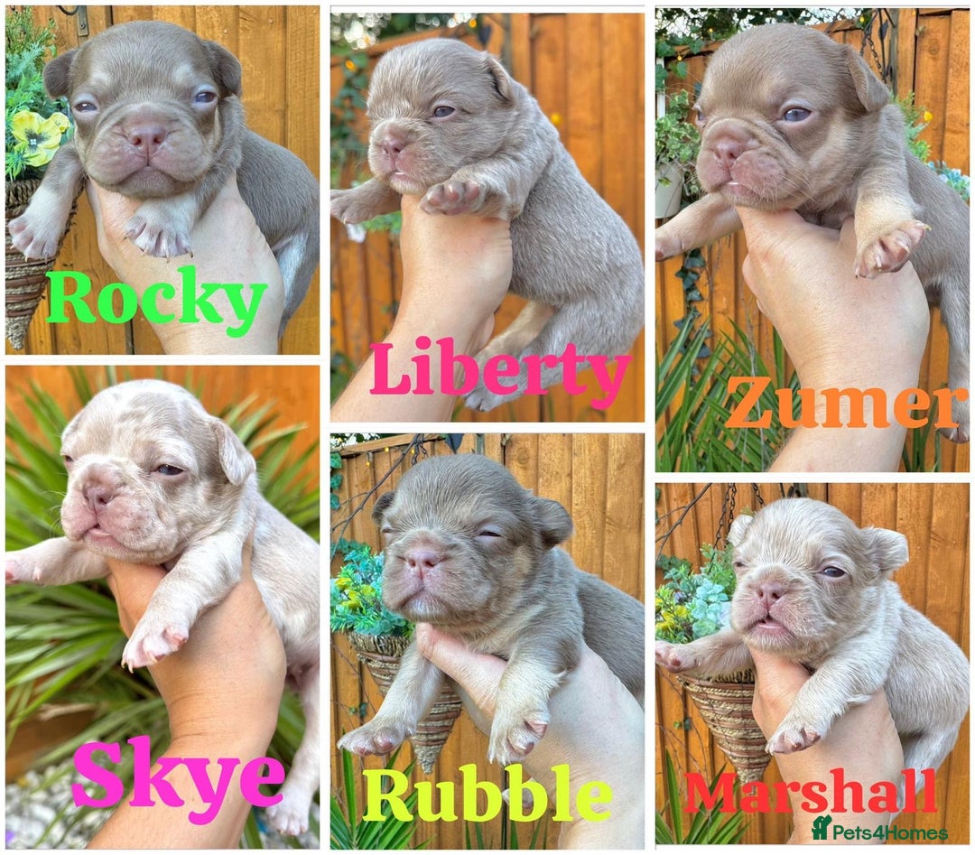 French Bulldog dogs for sale: Kc registered new shade french bulldogs - Image 1