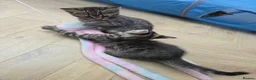 Mixed Breed cats for sale: 🐾 Beautiful Tabby Kittens Ready to Melt You Heart - Advert 20
