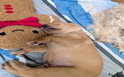 Labrador Retriever dogs for sale: Fosterwold Yellow/red Labrador pups - Image 2