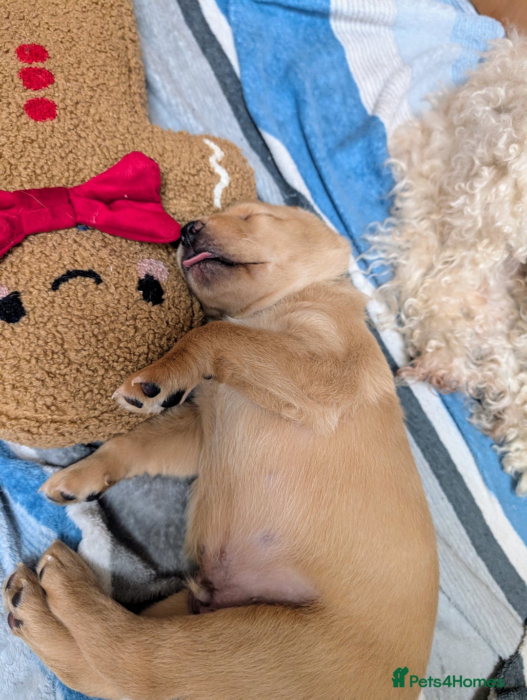 Labrador Retriever dogs for sale: Fosterwold Yellow/red Labrador pups - Image 2
