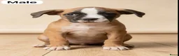 Boxer dogs for sale: beautiful puppies - Advert 9