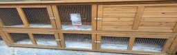 Ferret rodents for sale: Pair of Gills, tame sisters and full setup  - Advert 3
