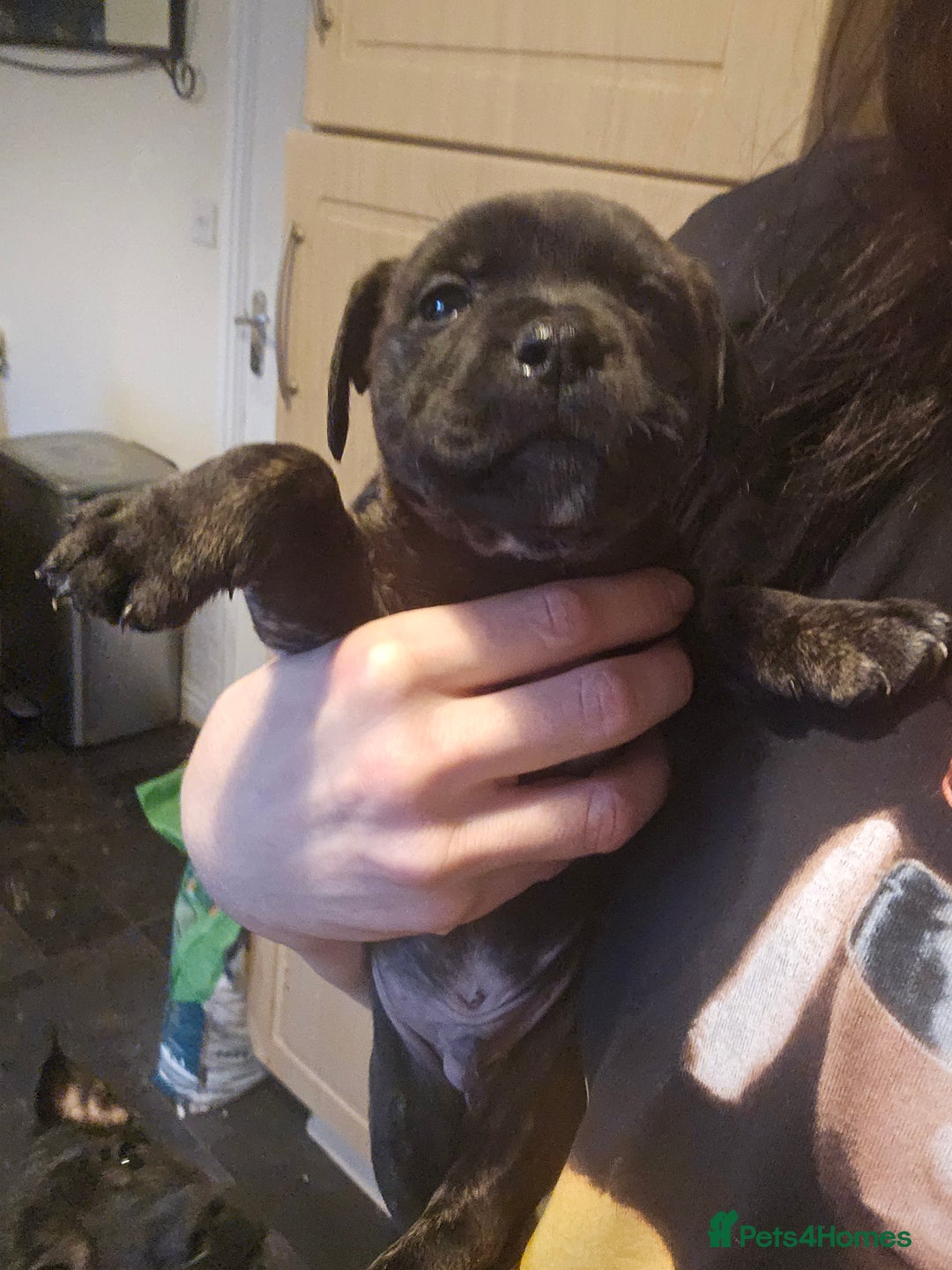 Mixed Breed dogs for sale: Staffy cross jacksui - Advert 9