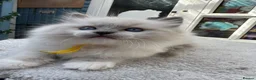 Ragdoll cats for sale: 🏆Gccf stunning ragdoll kittens (GRCH PARENTS 🥇) - Advert 18