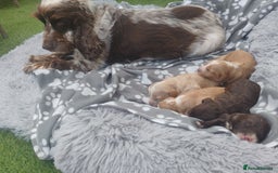Cockapoo dogs for sale: Cockapoo puppies - Image 17