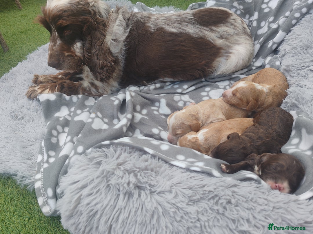 Cockapoo dogs for sale: Cockapoo puppies - Image 17