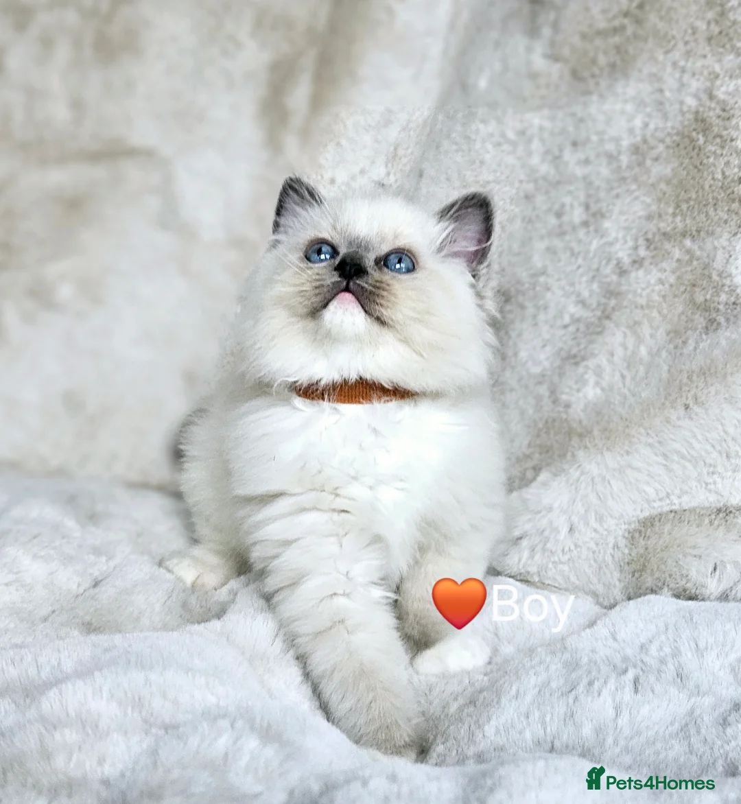 Ragdoll cats for stud: HANDSOME BOY-BLUE MITTED GCCF /TICA  AVALIABLE  - Advert 21
