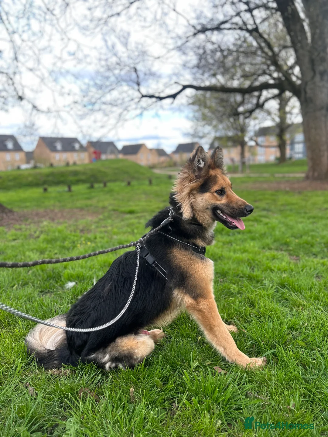 German Shepherd dogs for sale: Male German shepherd  - Advert 2