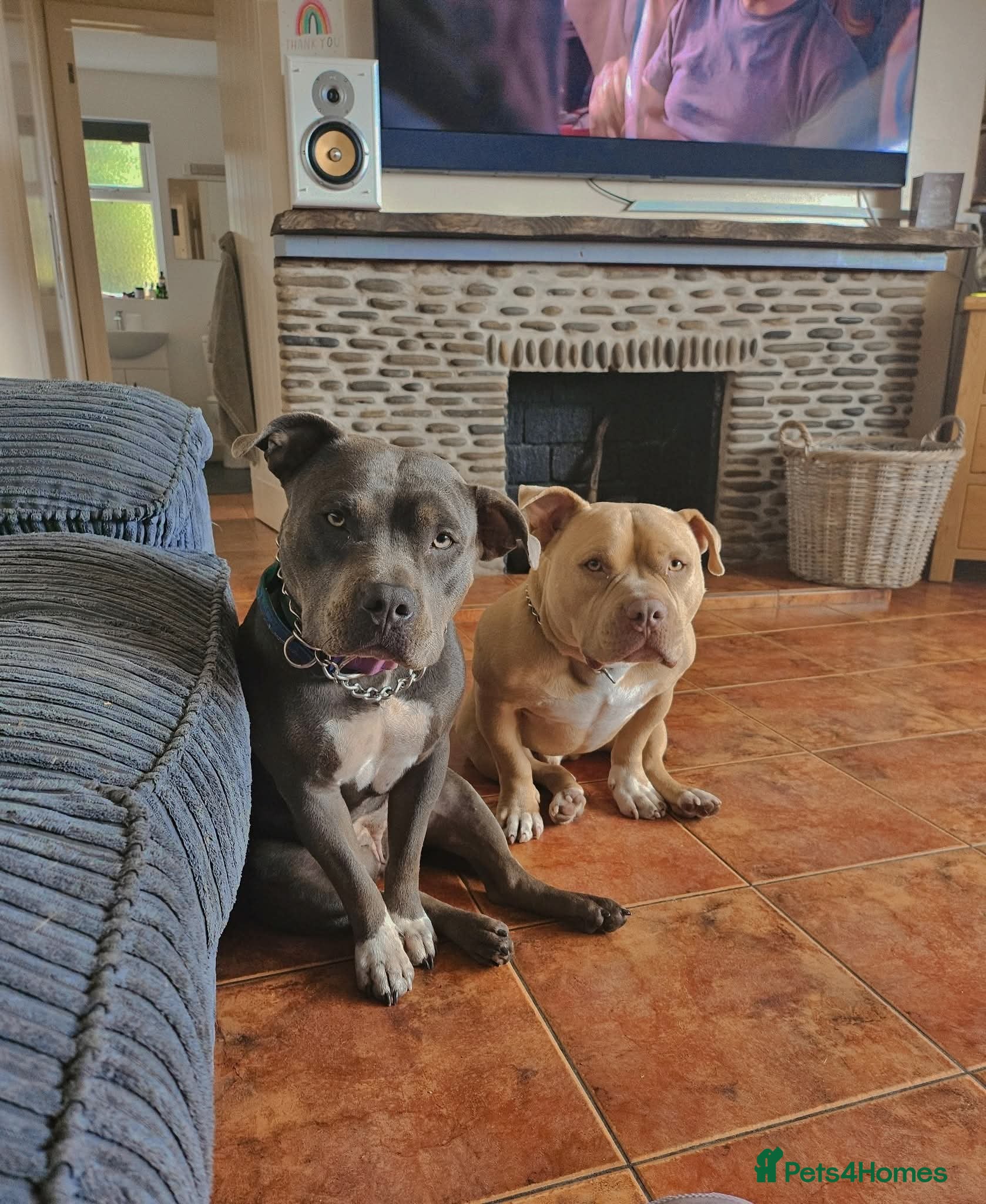 American Bully dogs Bonded pair of bullies - Advert 1