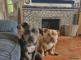 American Bully dogs Bonded pair of bullies - Advert 1