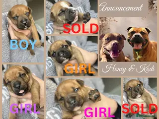 Staffordshire Bull Terrier dogs BEAUTIFUL RED STAFFORDSHIRE BULL TERRIER PUPPIES - Advert 11