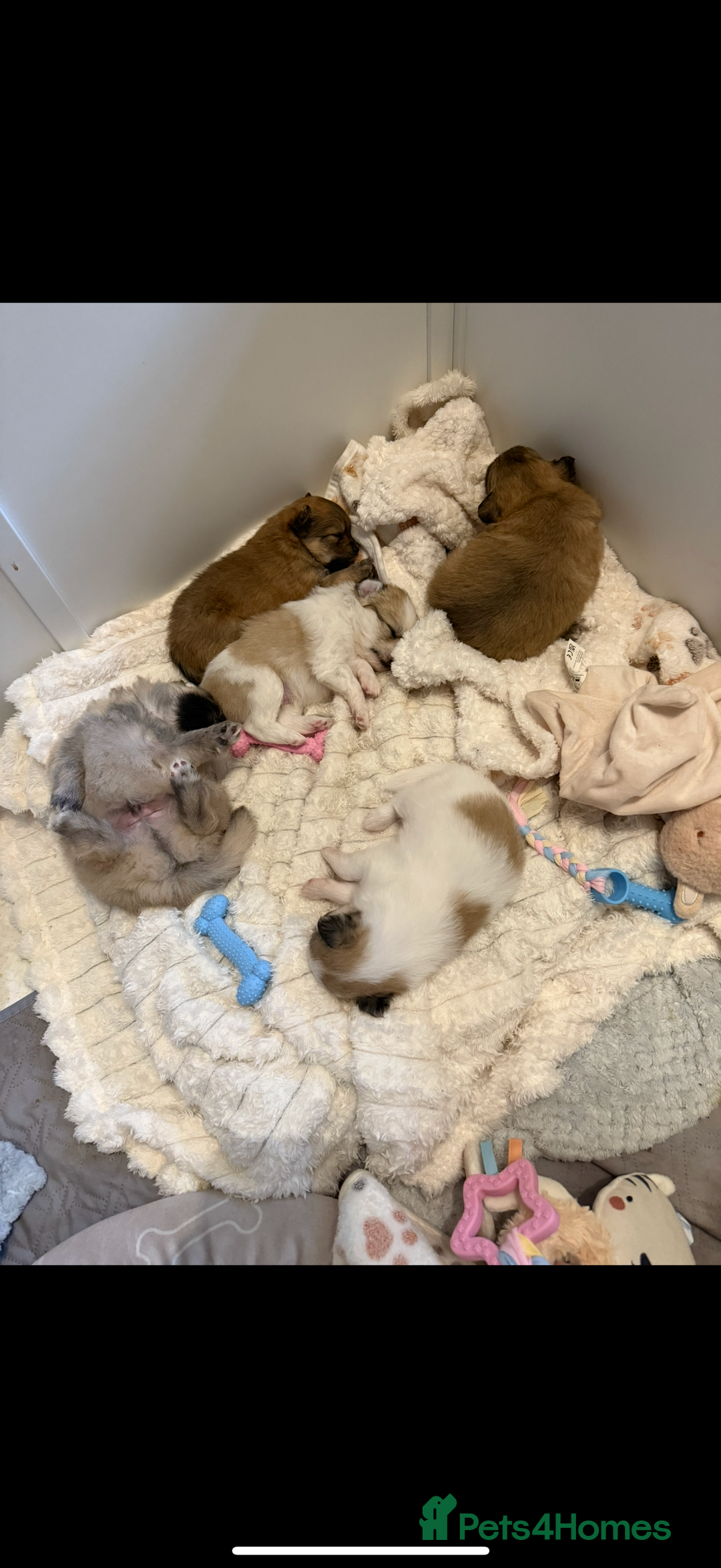 Pomchi dogs for sale: Pomchis for sale  - Image 12