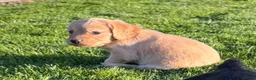 Cocker Spaniel dogs for sale: Cocker spaniel - Advert 20