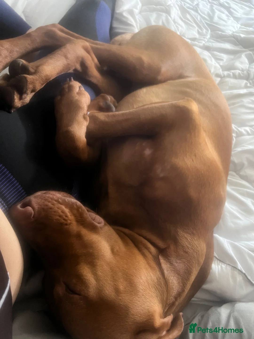 Hungarian Vizsla dogs for sale: 6 months old  - Advert 2