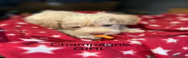 Schnoodle 7