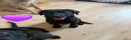 Sheprador dogs for sale: German Shepherd x Labrador pups - Advert 2