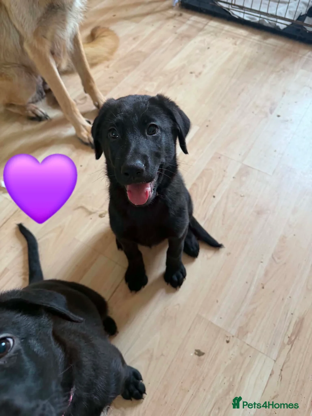 Sheprador dogs for sale: German Shepherd x Labrador pups - Advert 2