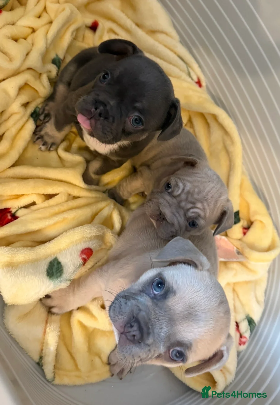 French Bulldog dogs for sale: loving french bulldog puppies - Advert 1