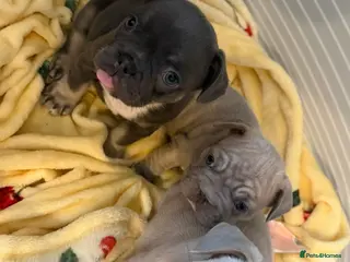 French Bulldog dogs loving french bulldog puppies - Advert 1