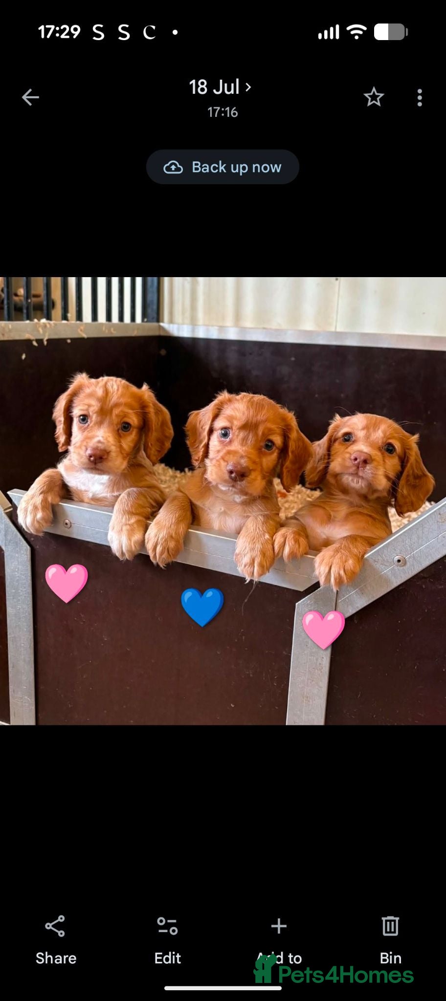 Cocker Spaniel dogs Champion working pedigree Gold/Red Cocker Spaniels - Advert 1