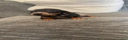Miniature Dachshund dogs for sale: Ready to leave miniature dachshund pups in Bradford - Advert 8