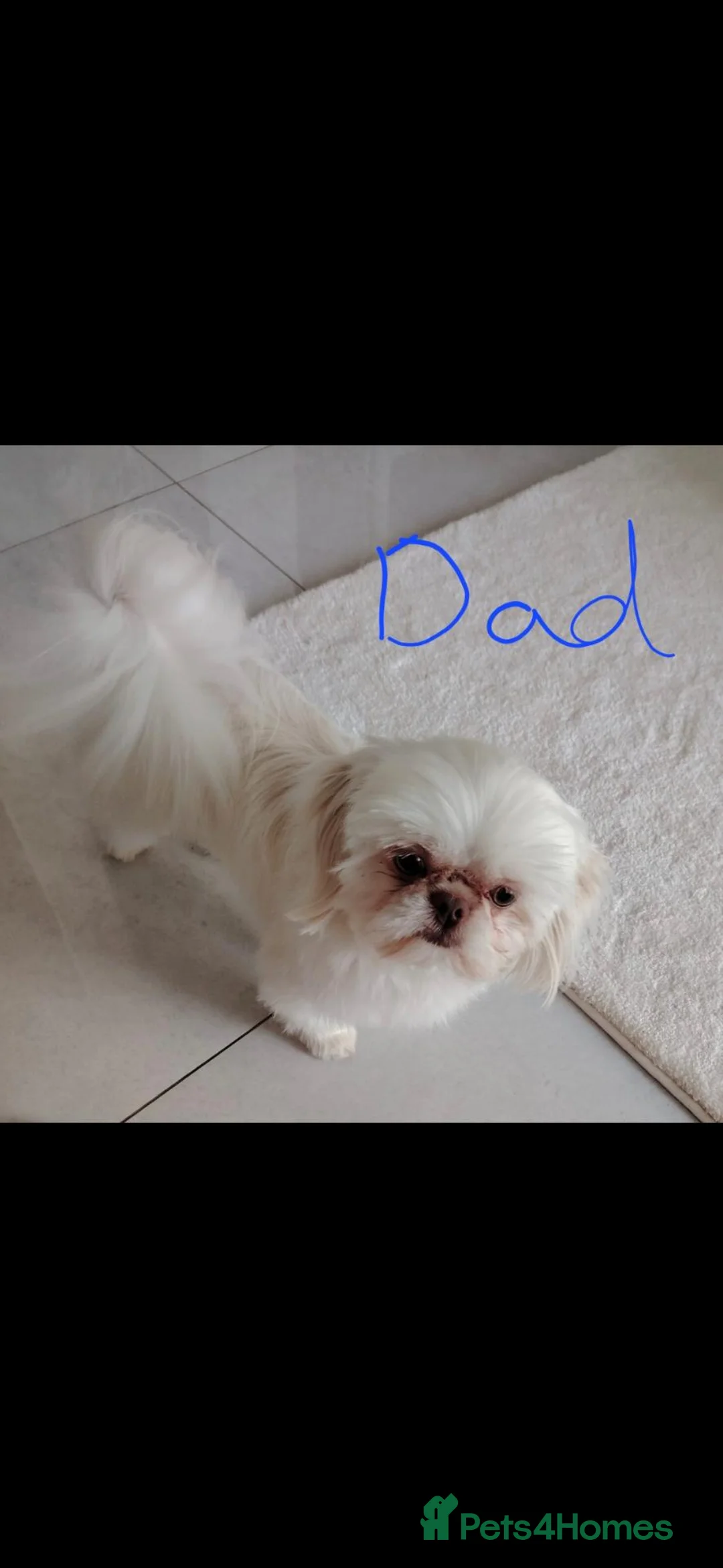 Shih Tzu dogs for sale: Miniature  Shih tzu puppys for sale - Advert 1