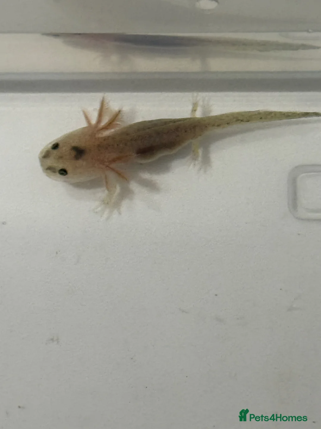 Axolotl reptiles for sale: Axolotl Babies for Sale – Healthy, Home Bred in Caerphilly - Advert 2