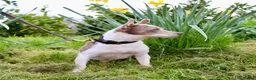 Jack Russell dogs for stud: Lilac tri wenlock jackrussel available for stud - Advert 5