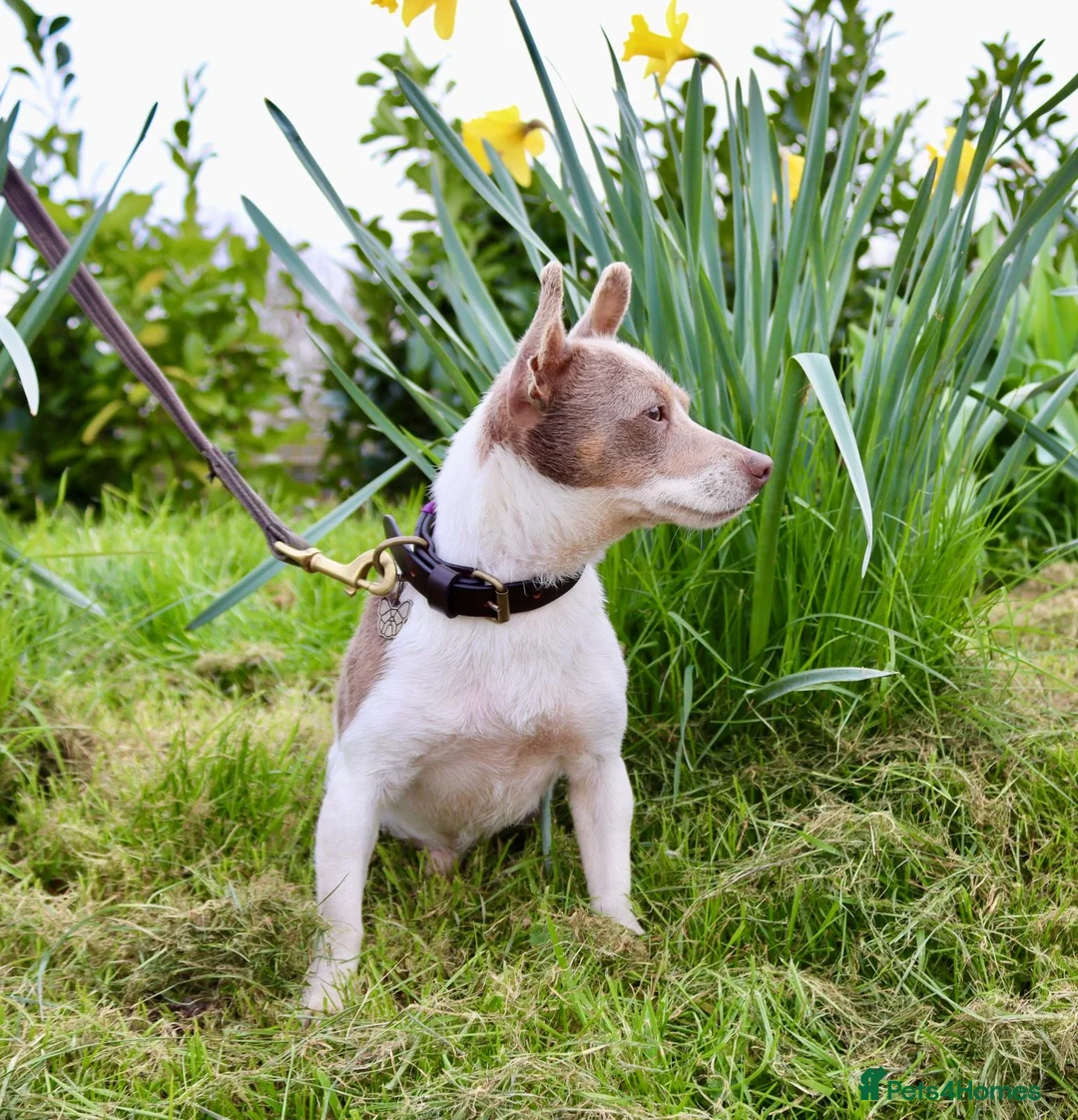 Jack Russell dogs for stud: Lilac tri wenlock jackrussel available for stud - Advert 2