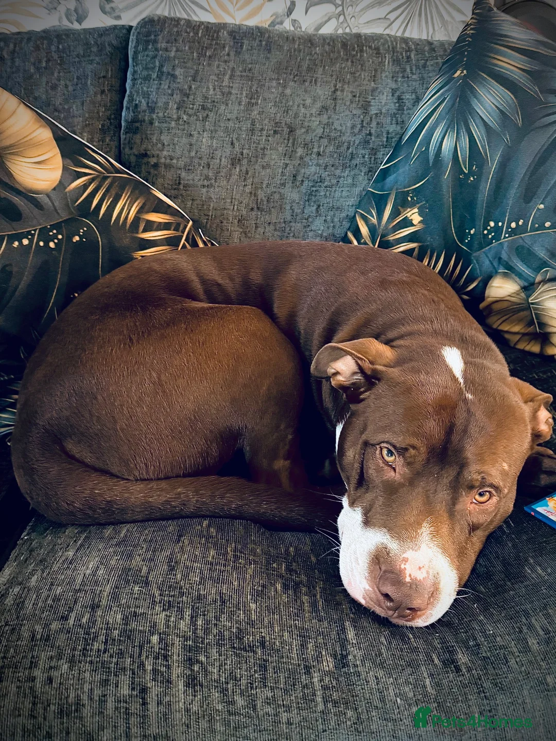Mixed Breed dogs for sale: Charlie  - Advert 1