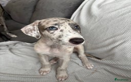 Mixed Breed dogs for sale: Collie Whippet Greyhound  - Image 14