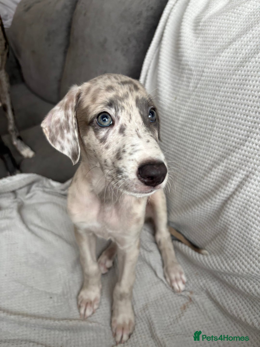 Mixed Breed dogs for sale: Collie Whippet Greyhound  - Image 14