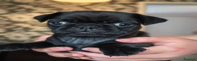 Pug 1