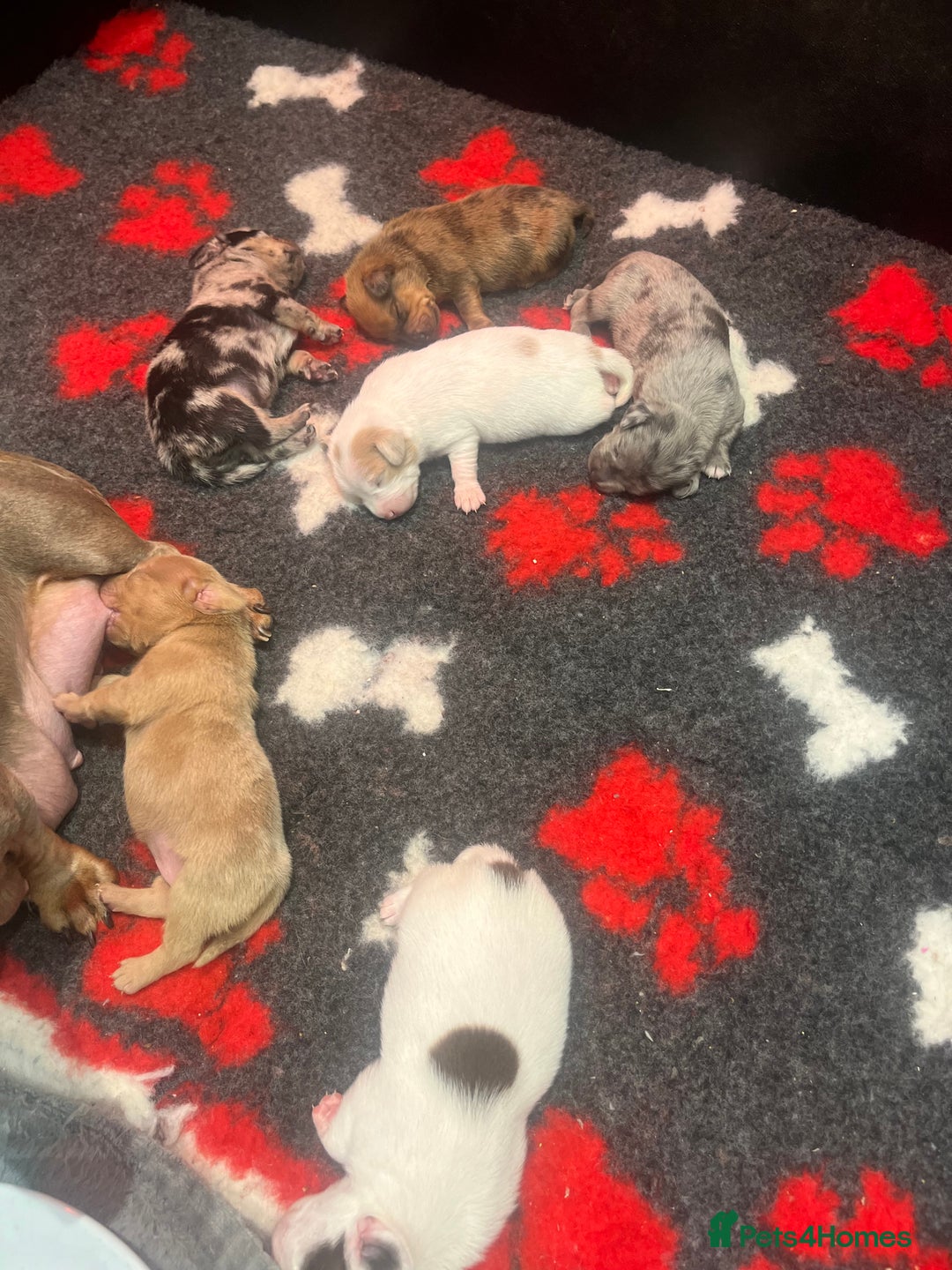 Mixed Breed dogs for sale: Adorable Dameranian puppy’s  - Advert 4