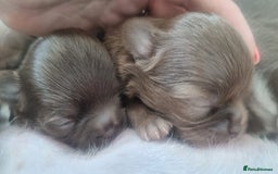 Chihuahua dogs for sale: Beautiful chocolate long coat chihuahuas - Image 1