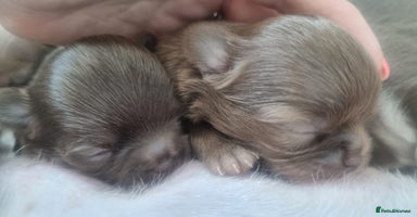 Chihuahua dogs - Advert 4