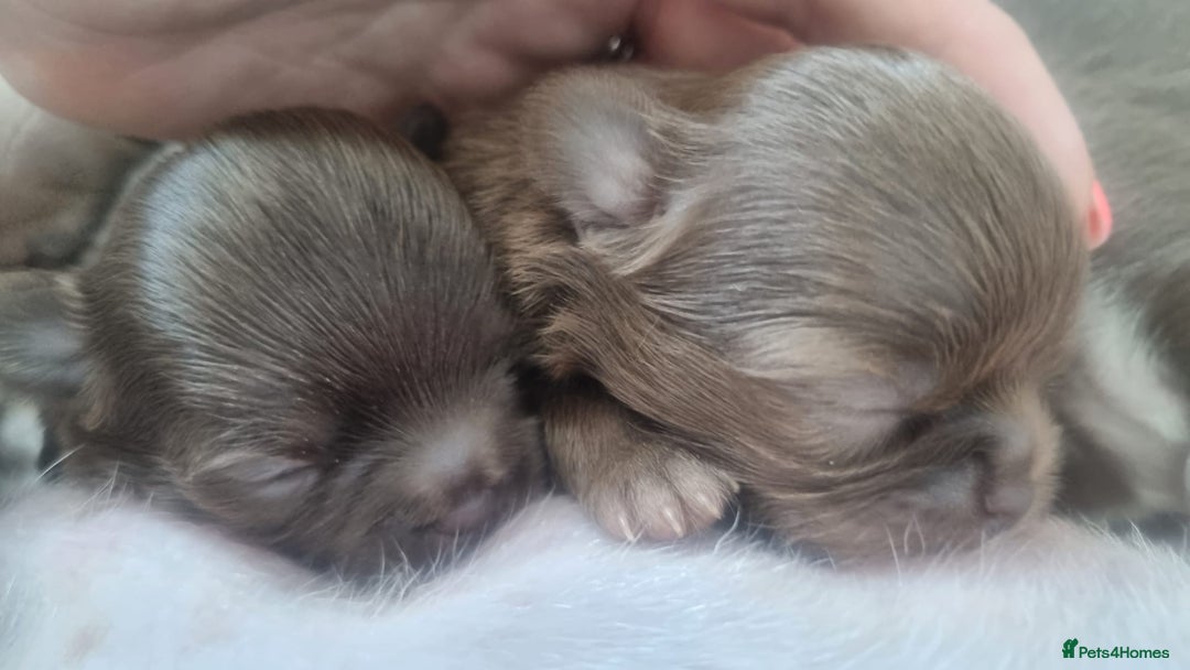 Chihuahua dogs for sale: Beautiful chocolate long coat chihuahuas - Image 1