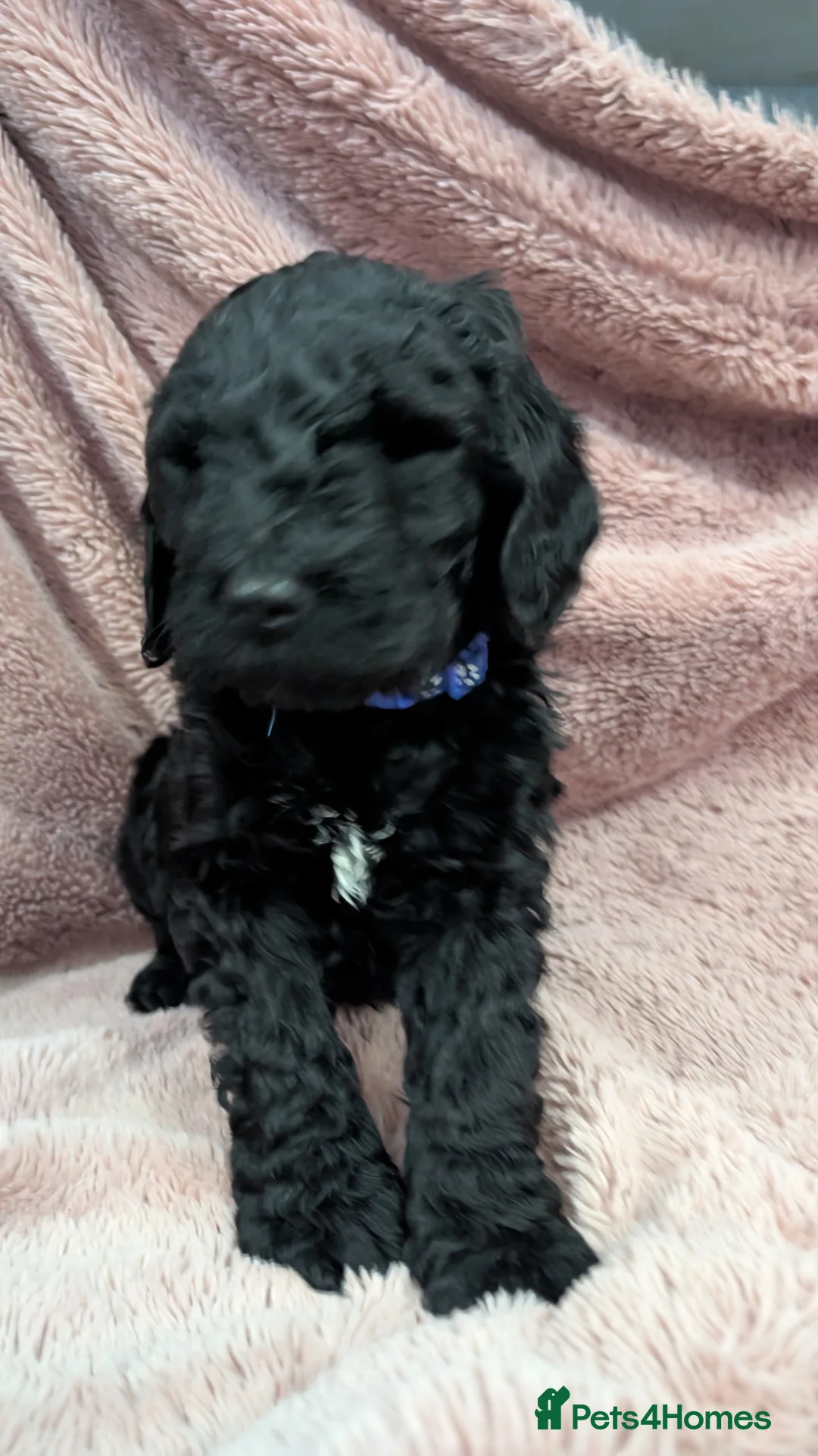 Labradoodle dogs for sale: 🐾 Labradoodle Puppies 🐾 - Advert 5