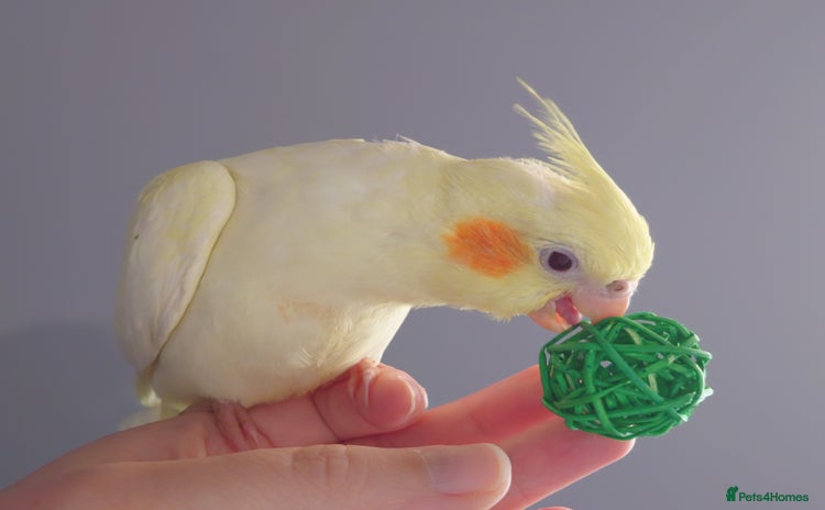 Cockatiels birds - Advert 1
