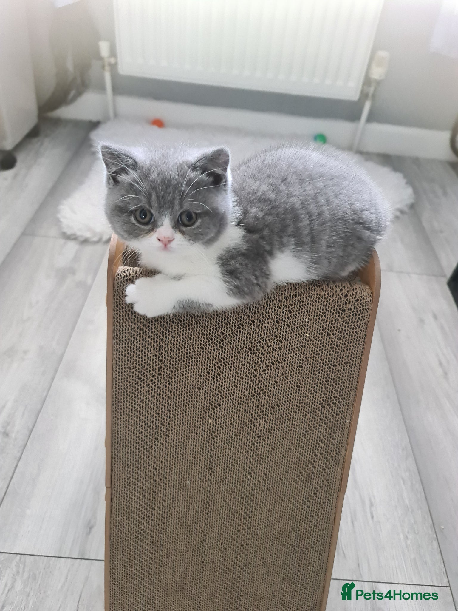 British Shorthair cats British Shorthair kittens  - Advert 1